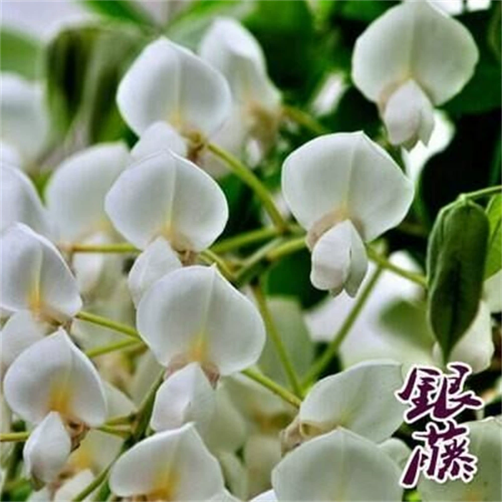 Серебряные дробленые саженцы глицинии, восхождение лоз с несколькими цветами, редиском глицинии, цветочным садовым заграждением, саженцы для восхождения цветов