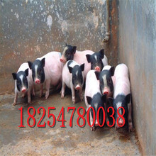 巴馬香豬養殖場迷你香豬 養殖藏香豬出售寵物小豬苗批發