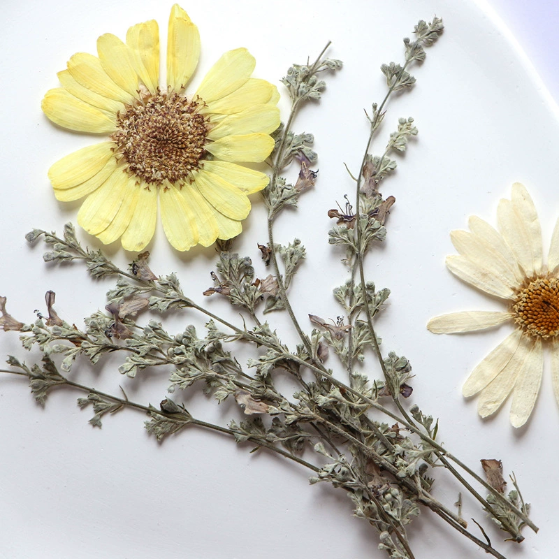 Vitex сушеный цветок с тиснением настоящие листья образец растения Закладка фоторамка DIY Настольная лампа Цветочная живопись оптом