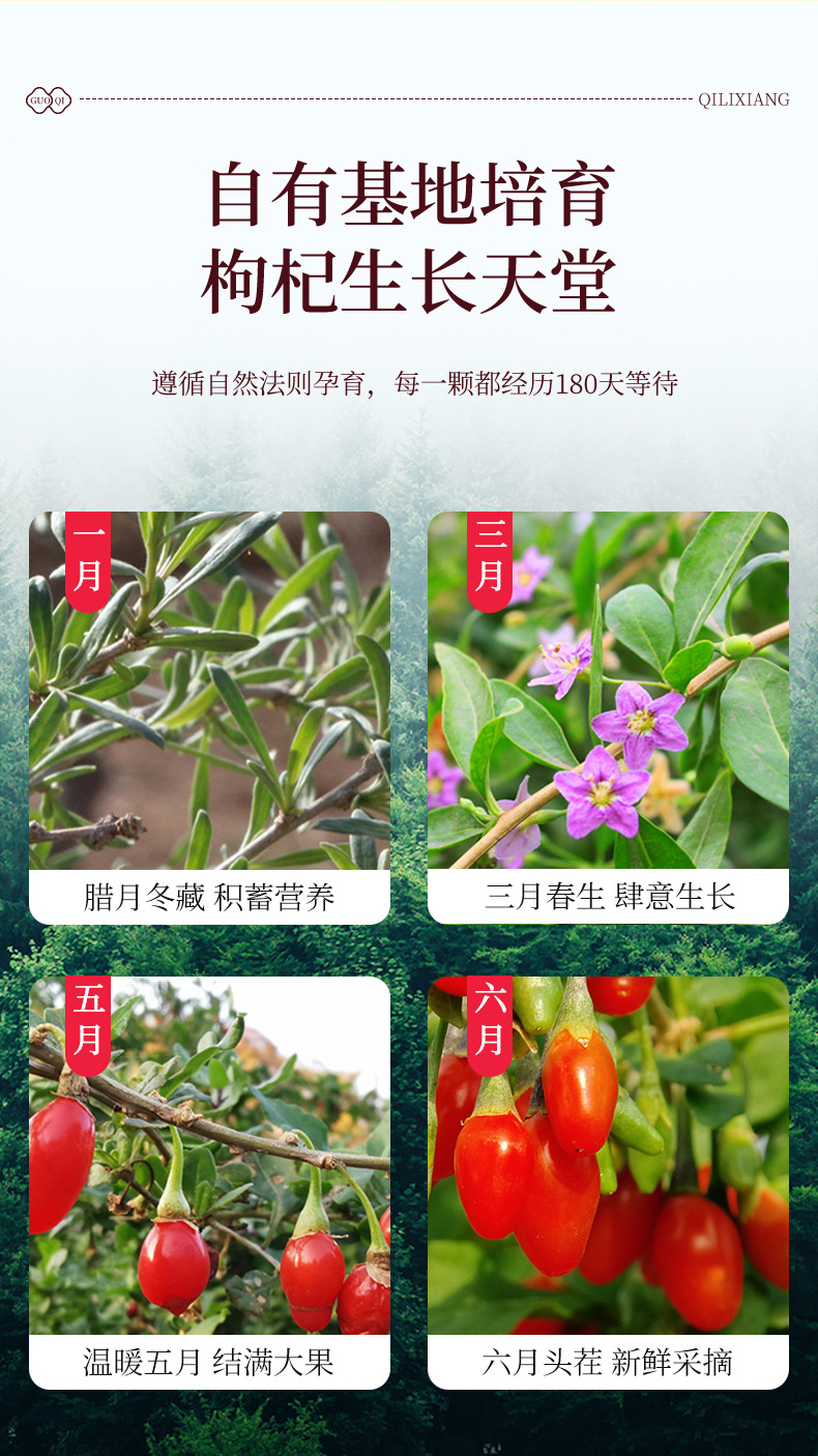 Premium Ningxia Goji Berry Gift Box 15 Jars Ready to Eat Gou Qi Zi 300g quality and texture