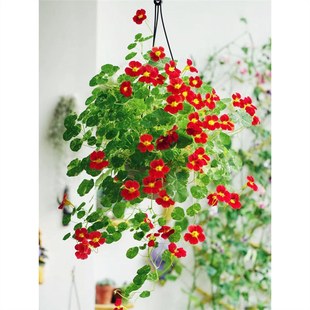 Nasturtium Seeds Are Sown and Bloomed in All Seasons, Indoor Ornamental Plant Seeds, Outdoor Explosive Pots, Flower Pots