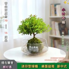 ����ֹ���G��������ˮ��GֲС�~��骿͏d���˺��B�Gֲ�҃�С����