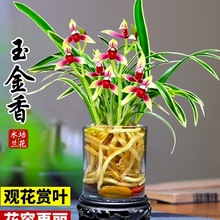 有香味的兰花苗建兰玉金香四季兰带金边室内花卉盆栽懒人水培德速