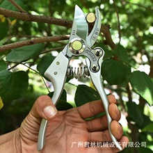 ������833��ժ������֦��/�ּ�SK-5䓹����辰�G�h��֦�@����֦��