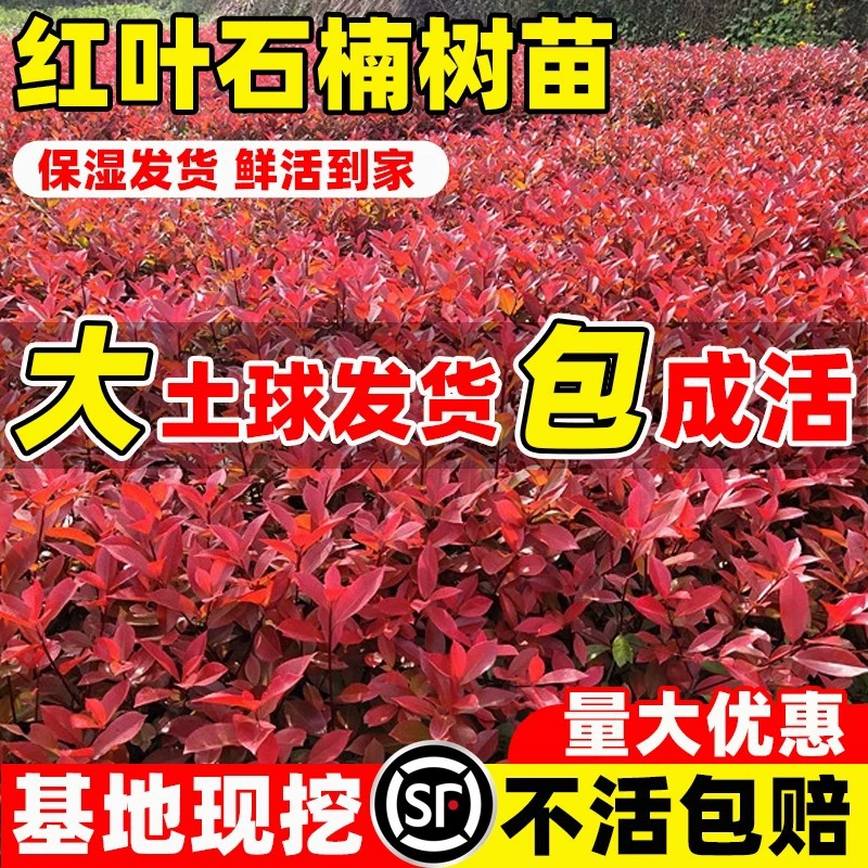 Саженцы вереска с красными листьями Саженец вереска с красными листьями