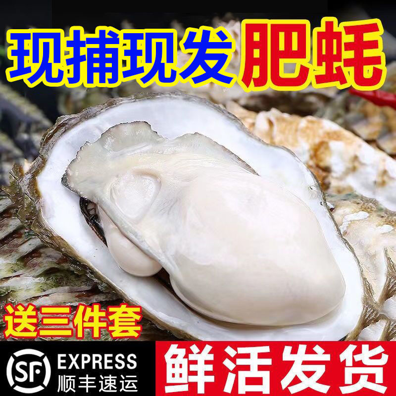 【精品】生蚝新鲜大生蚝海鲜水产鲜活顺丰非乳山生蚝一整箱批发