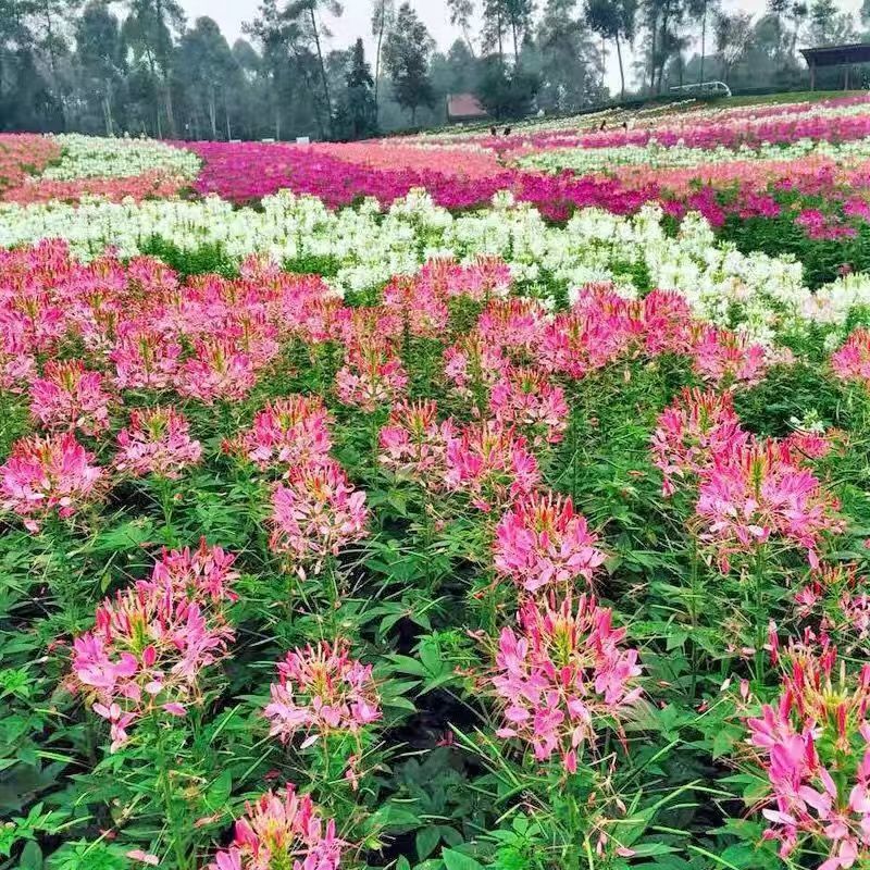 Venta al por mayor de semillas de flores y plantas eustoma malvarrosa peonía cobre dinero hierba margarita rosa sol peonía flor combinación de flores