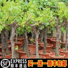 葡萄树苖阳光玫瑰蓝宝石盆栽庭院爬藤南方北方种植巨峰无籽葡萄苗