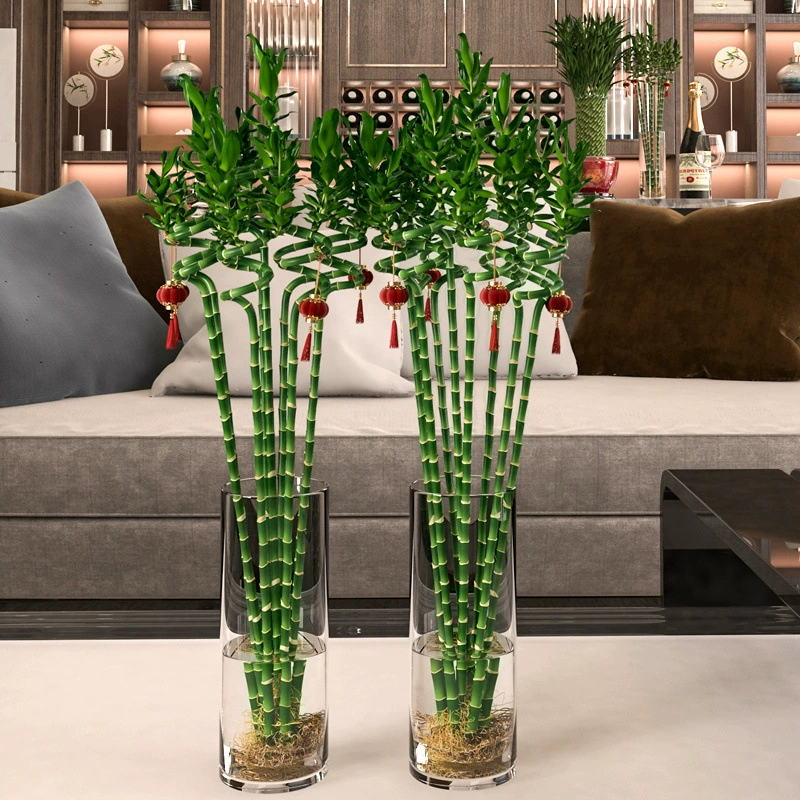 Богатый и процветающий бамбук дракона, бамбук удачи, бамбук удачи, изогнутый бамбук, прямой бамбук, комнатные зеленые растения и цветы в водной культуре.