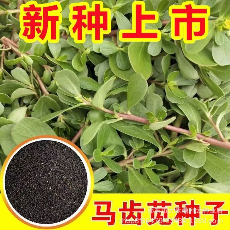 马齿苋种子农家野生长寿菜健康菜蚂蚱菜阳台盆栽食用春秋野菜种籽
