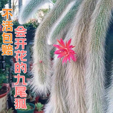 ��β������ֲ������ ��β�� ܛë��β�� ����ܛë �����ƶ���ֲ��