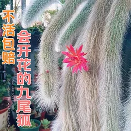 盆栽;种子;种球