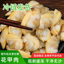蛤蜊肉花甲鲜活花蛤黄蚬子肉花甲肉新鲜花螺海鲜贝非干货即食