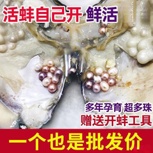 珍珠蚌自己开蚌取珍珠淡水活蚌壳河蚌多珠单珠鲜活真空打批发