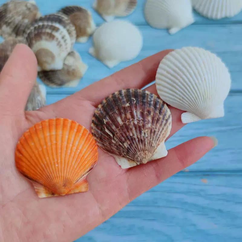 白扇贝天然海螺大鱼缸装饰品水族造景拍摄道具地中海风格贝壳摆件