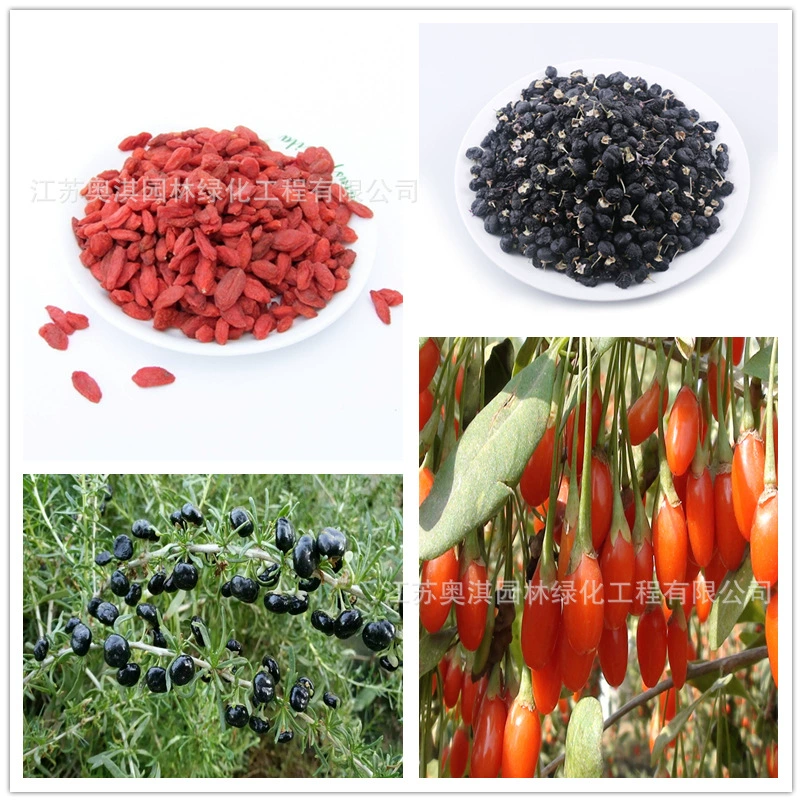 Семена Лайчи Семена Годжи ruthenicum Семена, посеянные в четыре сезона Ган Лайчи Оптом Нинся Zhongning Лайчи