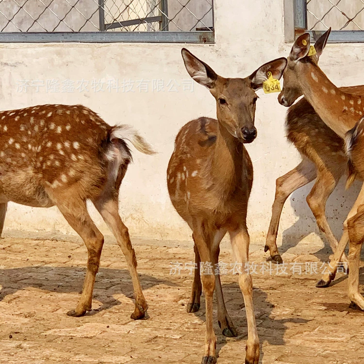 Какие меры предосторожности для домашнего пятнистого оленя