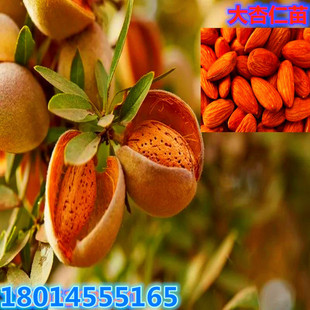 Wholesale Thin-Skinned Almond Saplings, American Almond Almond Nut Seedlings, Potted Plants, North and South, Bearing Fruit in the Same Year