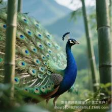 ��ȸ�N��12ö���l���ܾ��ɷ����{�׻����B��ȸ�N������󻨿�ȸ