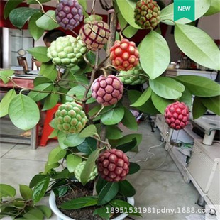 ���ϻ����� �����ȹ��� ��F�L�۹�Ѫ�ٹ�ͥԺ�̨Ұ������Y��