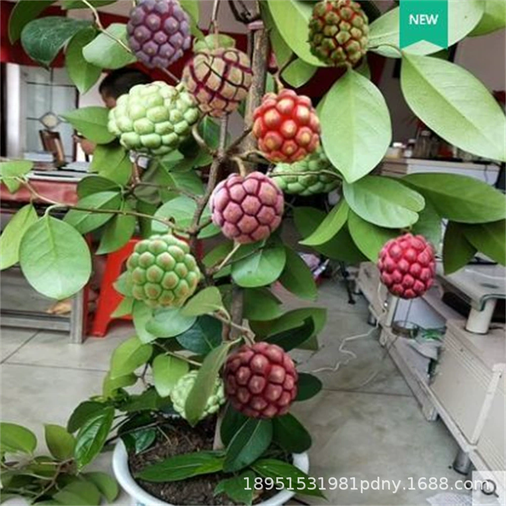 Черный Тигр рассада Буфла фрукты рассада холодный рис длинные фрукты Spathophyllum фруктовый сад балкон Дикие фрукты год