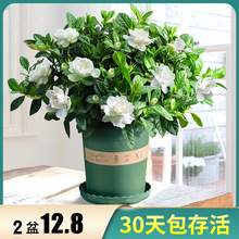 �d�ӻ����Ի���ֲ���҃��ļ��_�����B�׻����С�Gֲ�̨�k����