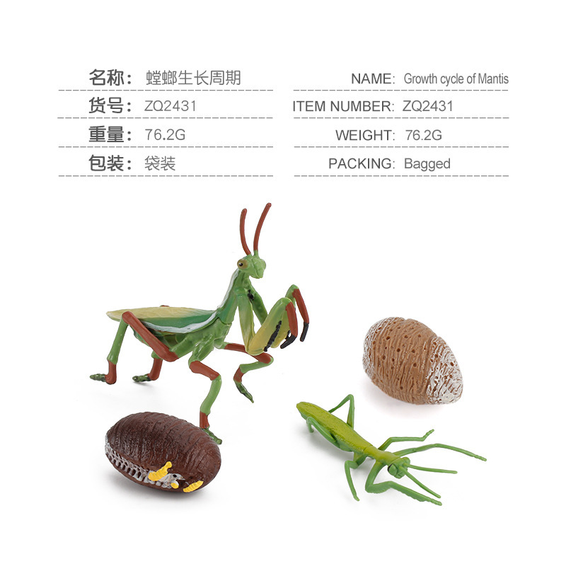 Simulación de exportación transfronteriza de insectos modelo de ciclo de crecimiento animal mariposa abeja Caracol Rana escorpión adornos cognitivos