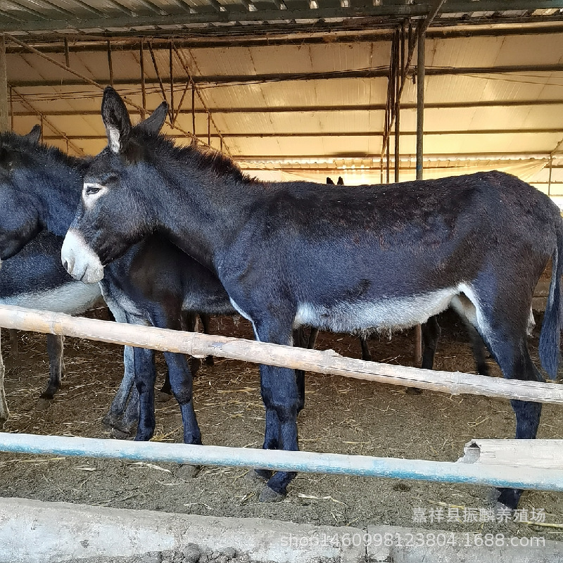 肉驴苗一头 300斤的小毛驴价格 小毛驴一头