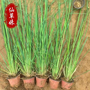 Poa Grass, Dwarf Poa Grass, Aquatic Plants, Ornamental Grass, Perennial Herb, Wetland Greening, Water Body Purification, Courtyard Planting