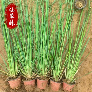 蒲苇 矮蒲苇 水生植物观赏草多年生草本湿地绿化水体庭院种植