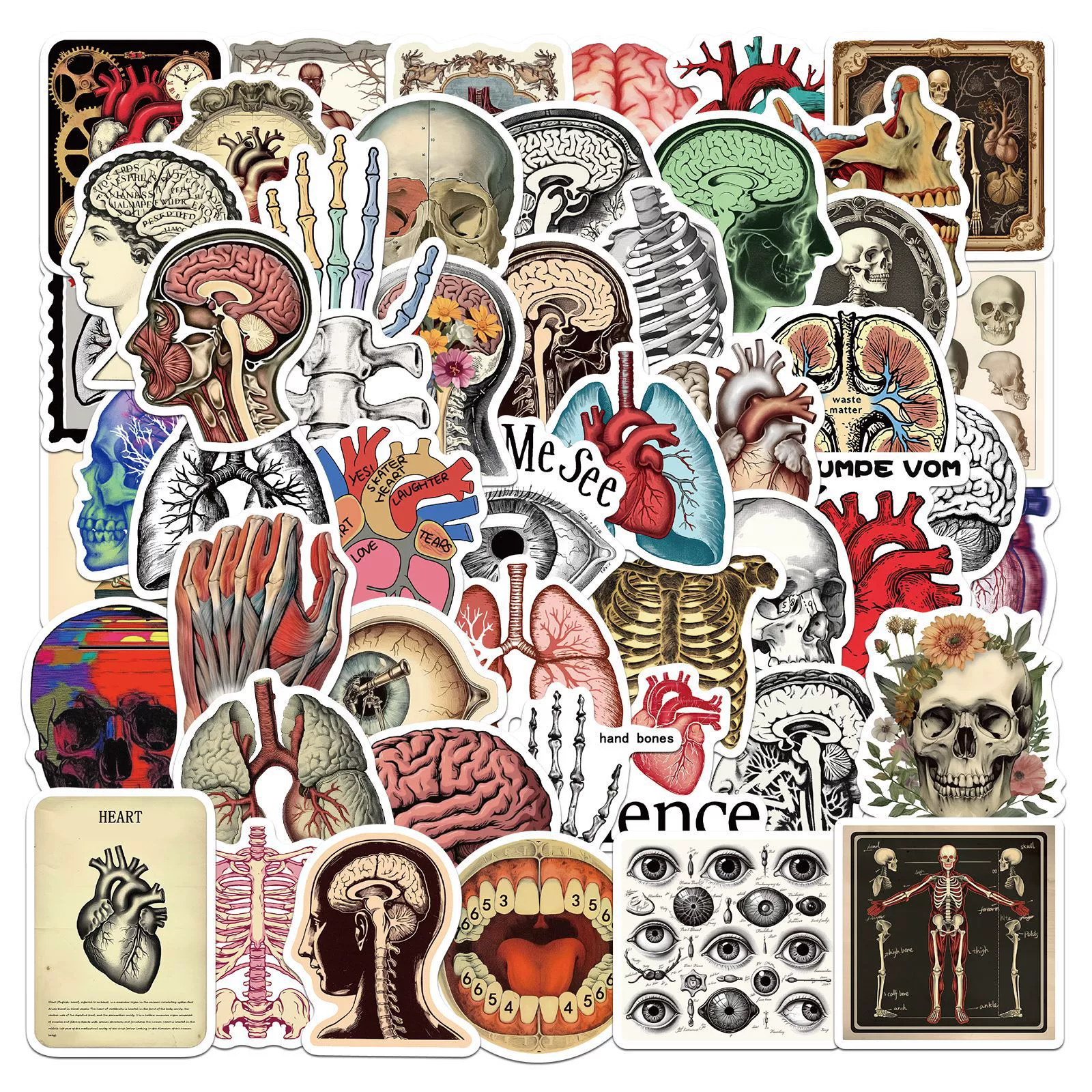 50 трансграничных ретро анатомических наклеек амазонка анатомии человека чемодан граффити наклейки производителей оптом