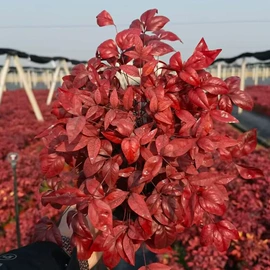 盆栽;月季蔷薇植物;乔木