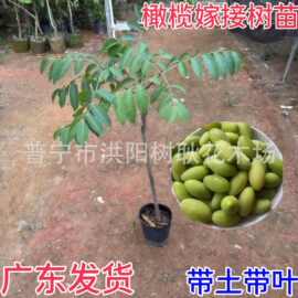 橄榄嫁接果树苗甜橄榄多果青橄榄正宗金玉三棱橄榄苗嫁接地栽苗潮