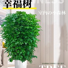 Ҹ͏dԴ;Gֲ҃ƽϘBܰlؔȩֲ