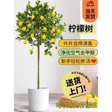 香水柠檬树盆栽落地绿植高杆室内绿植阳台花卉好养活四季开花结果