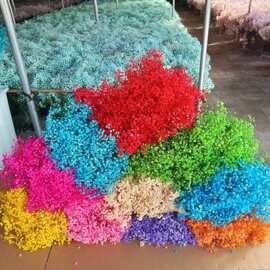 永生满天星大束批发花束永生花干花花材真花植物拓染花材