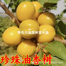 ���Ә��������������Ә���ͥԺ�҃��̨���Ե����Ϸ���������Y��