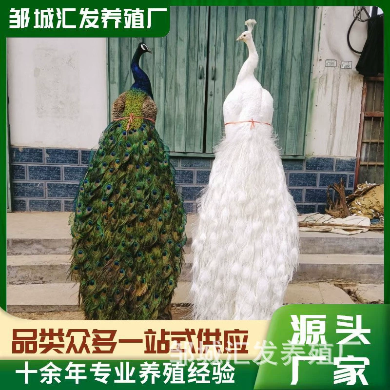 Большая настоящая украшение павлина в гостиной