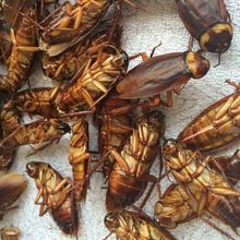 ���250�� ���޴���Ʒȫ�x��ș500g�˹��Bֳ��Ҏ����؛��؛