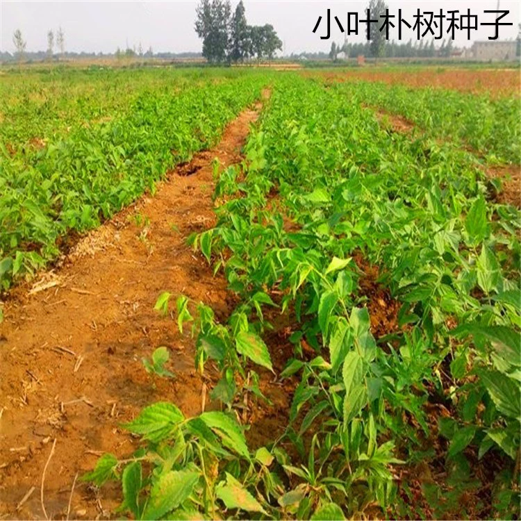 Массовая брошюрка Семена Синии Семена Лесного Дерева Семена Черного Бомба Семена Лиственное Дерево Озеленение Крупнолистных