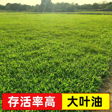 大叶油草皮批发四季青草坪种植基地种植现铲现发园林绿化庭院草坪