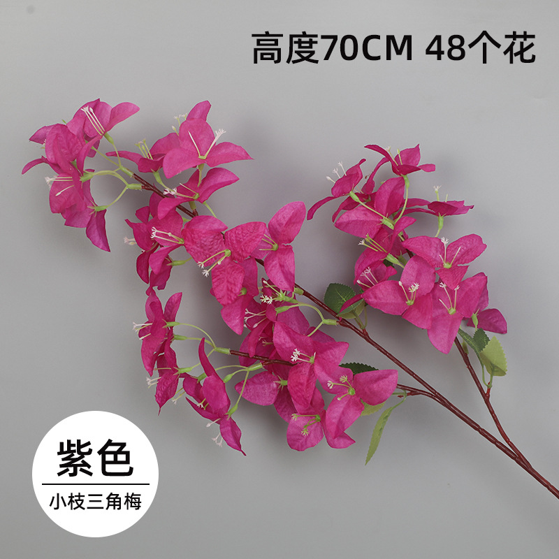 작은 부겐빌레아 - 보라색