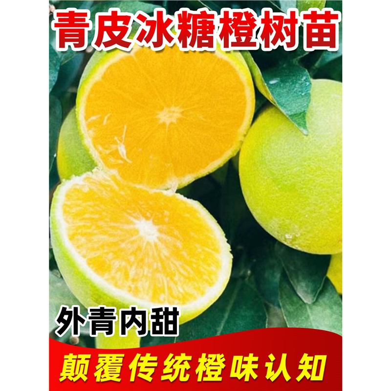 青皮冰糖橙苗浓甜无籽橙子蜂糖血橙盆栽地栽南方北方庭院种植果苗