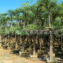 �����20�־G�����̏S�^�G����С�������ֲ������ֲ���ľ��ľ