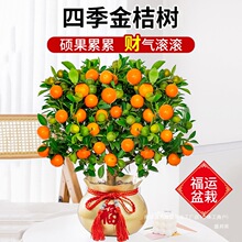 ļۘԿʳÎСӘܴ辰B