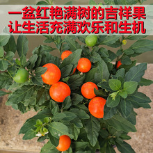 ɺ�������Զ�ɺ���҃��̨����ɺ�������c���_���^���ļ�����ֲ��