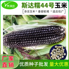 国审斯达糯44号黑甜糯玉米种子黑糯香甜黑玉米种子农田菜园玉米籽