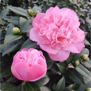 �����軨��������ǧ����ɽ�軨���������ͻ����ļ����G�̨ͥԺ