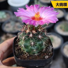 ��y�I����������ϡ�Џ����_������������ƶ���ֲ���k