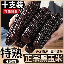 正宗东北黑玉米新鲜黑糯玉米甜粘玉米新鲜水果黄糯玉米10根大果